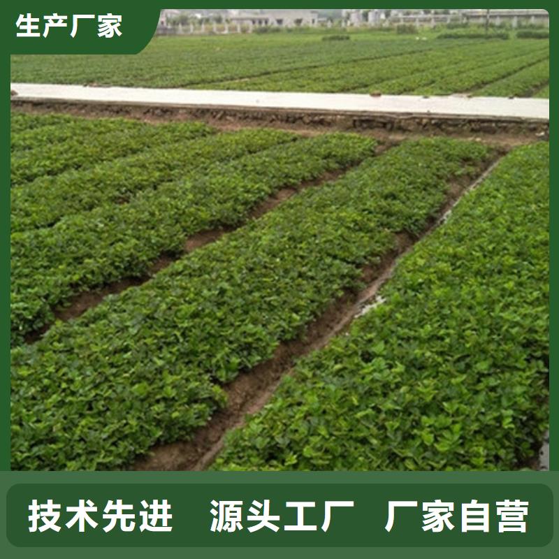 草莓苗草莓苗价格优质材料厂家直销优质货源