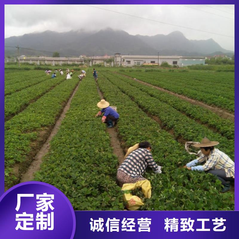 【草莓苗】草莓苗价格畅销当地助您降低采购成本