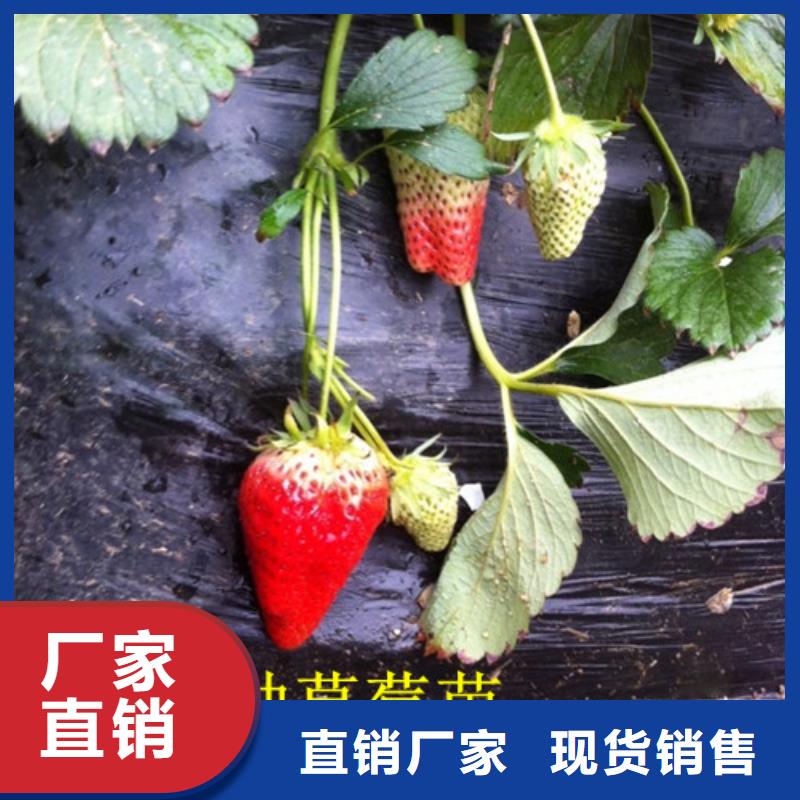 【草莓苗】果树苗批发基地买的放心安兴用的舒心定制定做