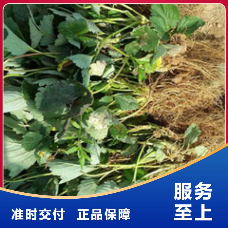 【草莓苗】黄金苹果树苗精挑细选好货本地供应商