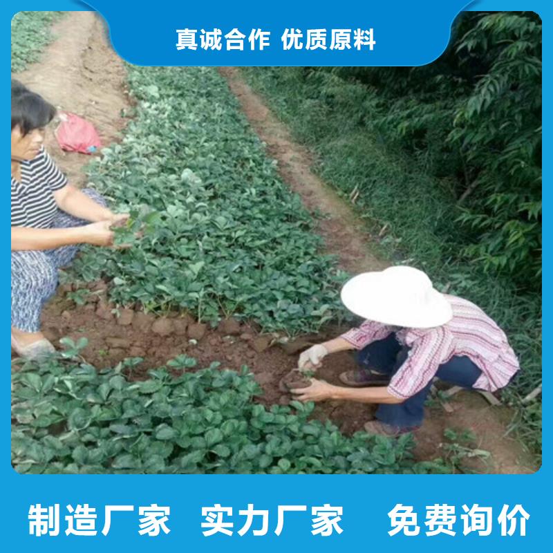 草莓苗,果树苗敢与同行比价格同行低价