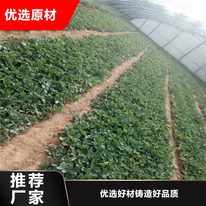 草莓苗-果树苗价格低专业按需定制