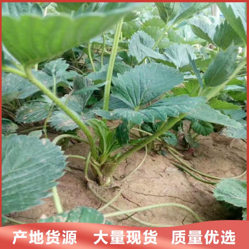 草莓苗葡萄苗基地无中间商厂家直销实拍展现