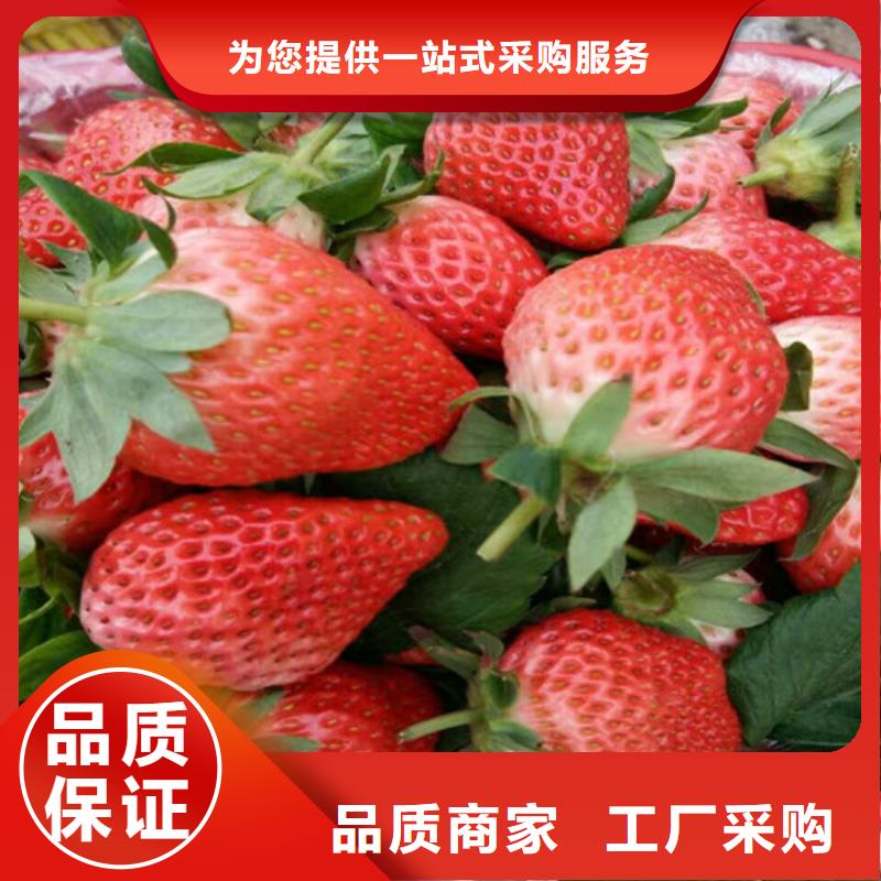 【草莓苗艾琳娜西梅树苗匠心品质】厂家质量过硬