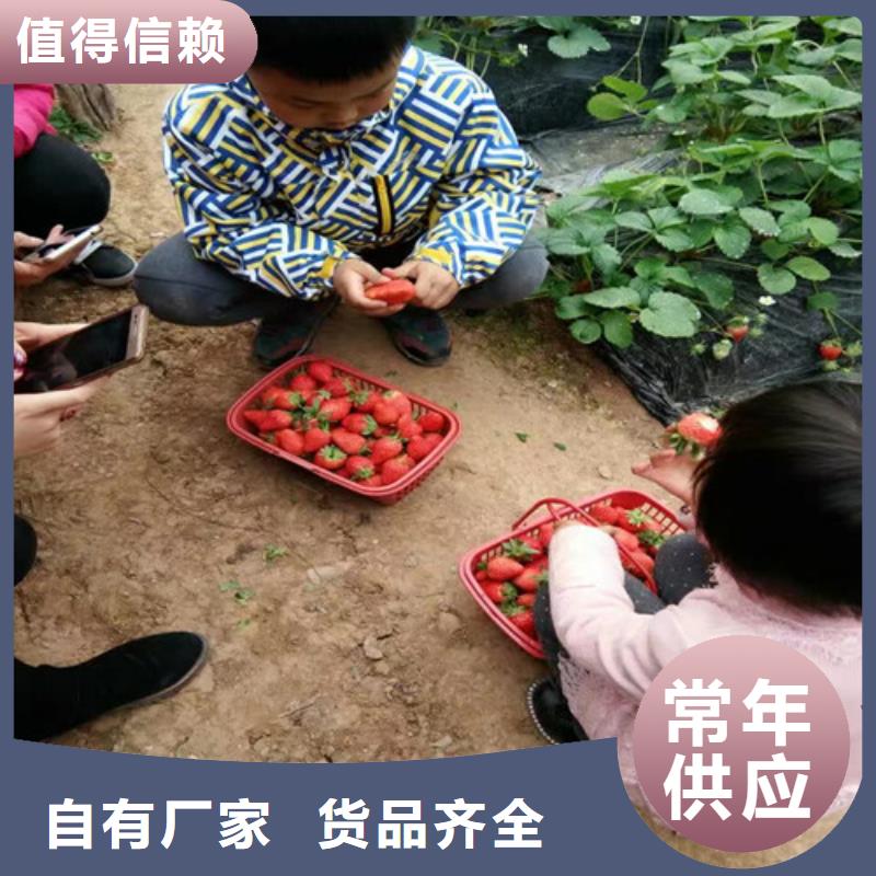 【草莓苗黑珍珠草莓苗真正让利给买家】现货实拍