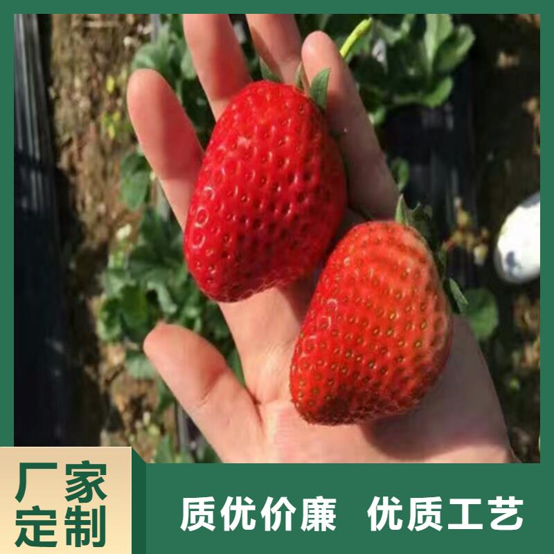 草莓苗_火箭大樱桃树苗今年新款专业的生产厂家