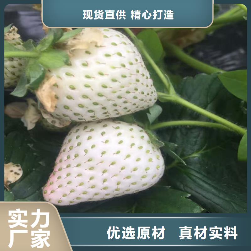 草莓苗果树苗货品齐全品质无所畏惧