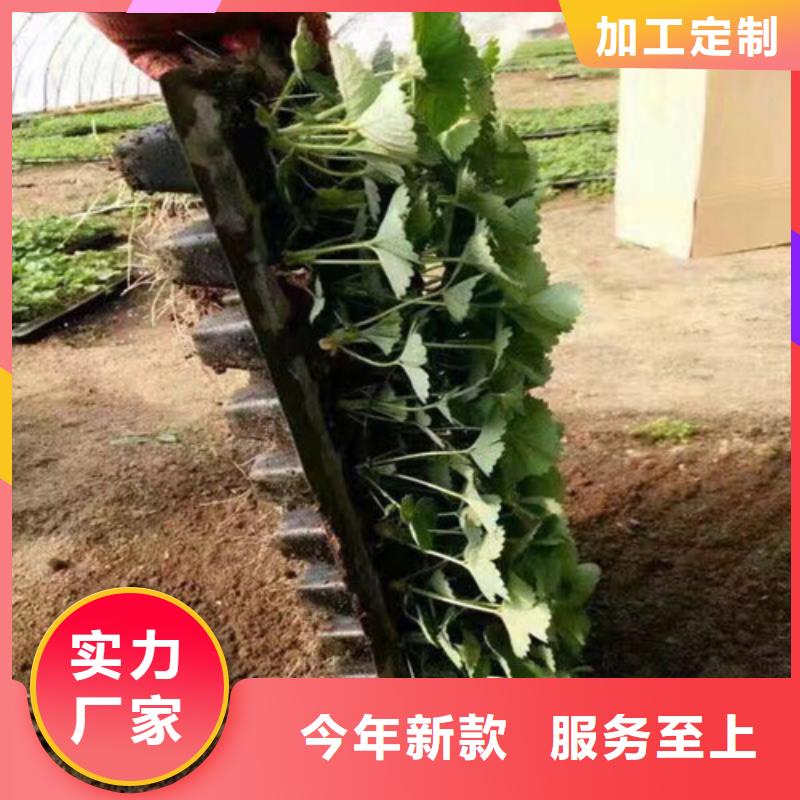 草莓苗-【桃树苗】实力大厂家价格合理