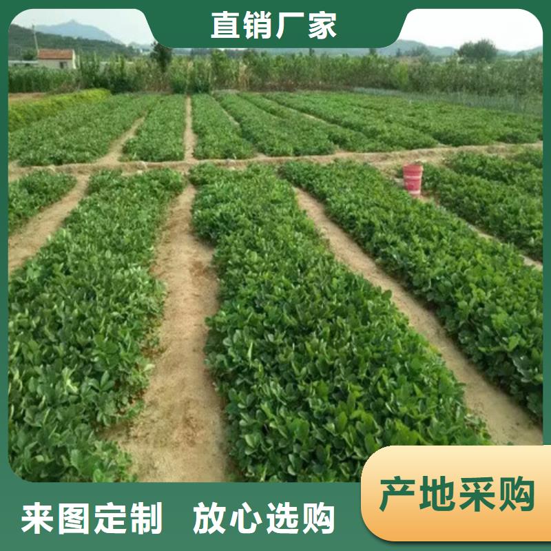 草莓苗无花果树苗符合行业标准质量优价格低