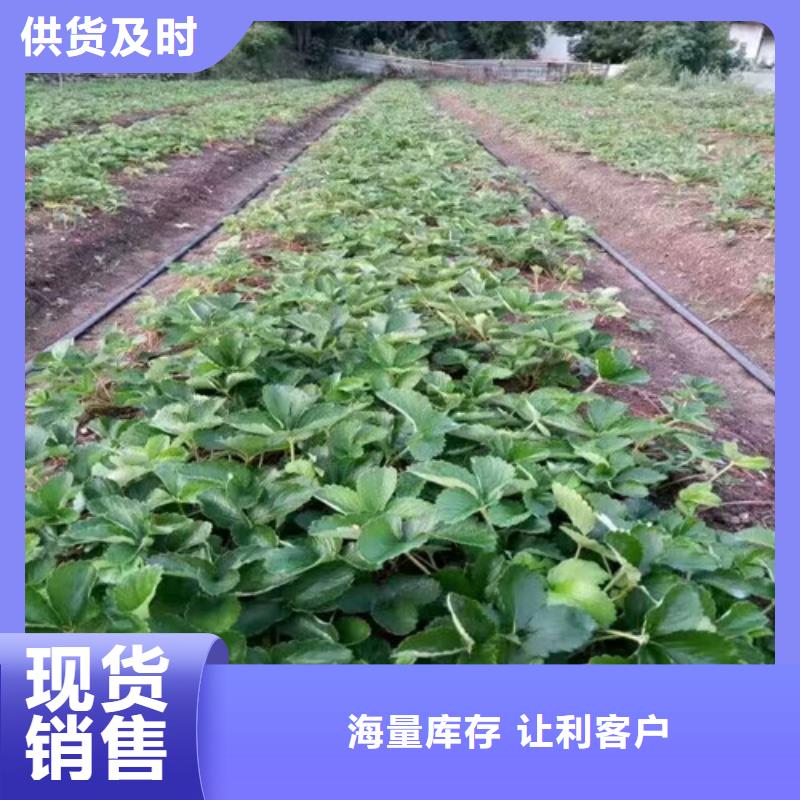 【草莓苗】梨树苗基地定制零售批发产地源头好货