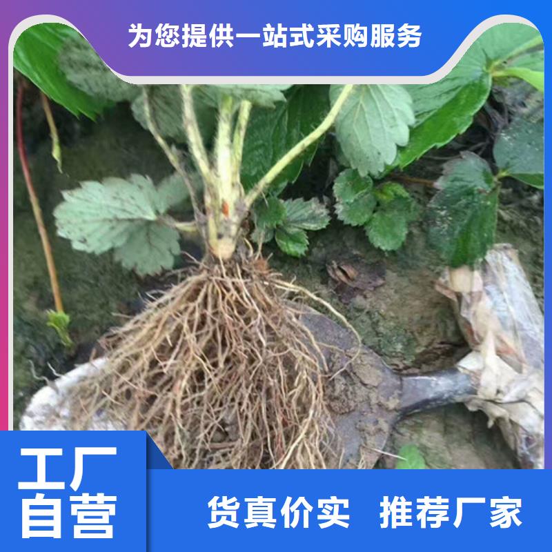 草莓苗_【大棚草莓苗】安装简单48小时发货