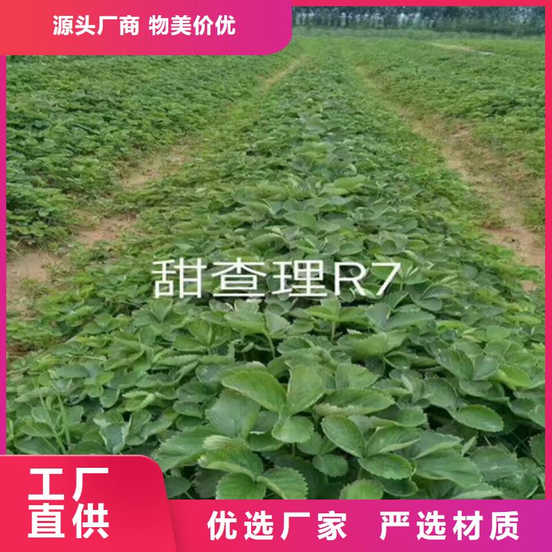 草莓苗果树苗供您所需同城经销商