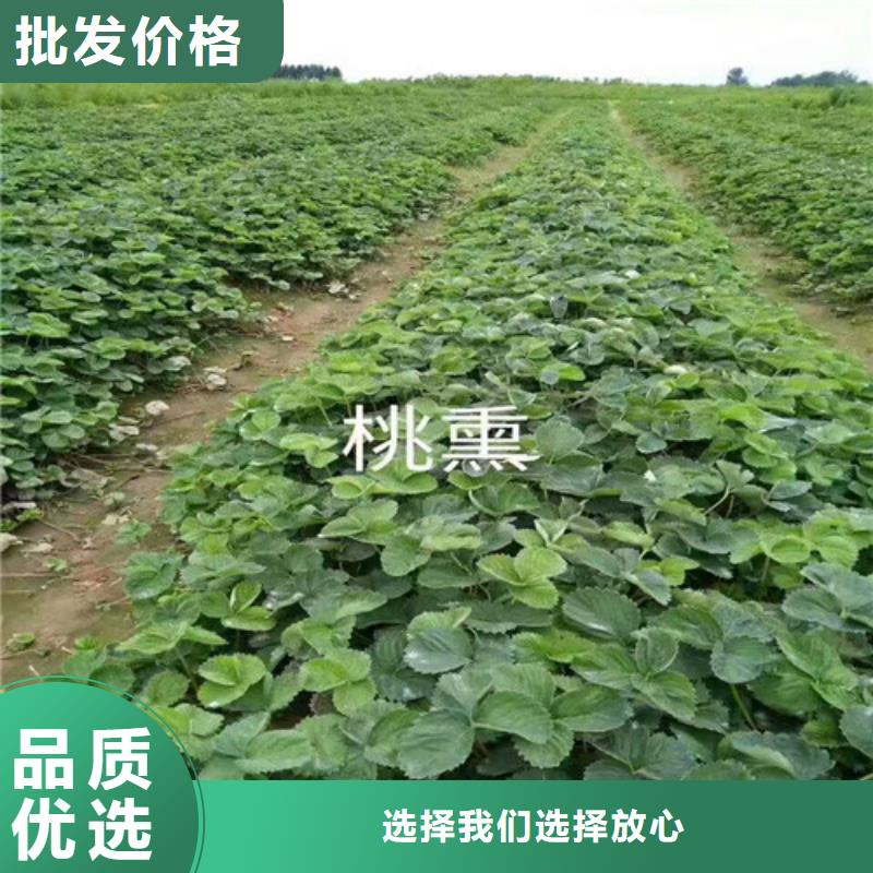 草莓苗红富士苹果树苗48小时发货厂家定制