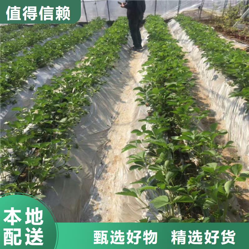 【草莓苗,苹果苗源头厂家来图定制】价格低