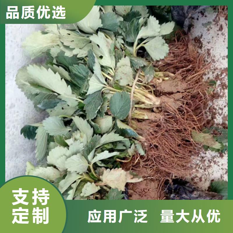 ​草莓苗【大棚草莓苗】为您精心挑选当地生产商