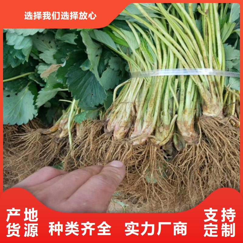 草莓苗西梅树苗敢与同行比质量行业优选