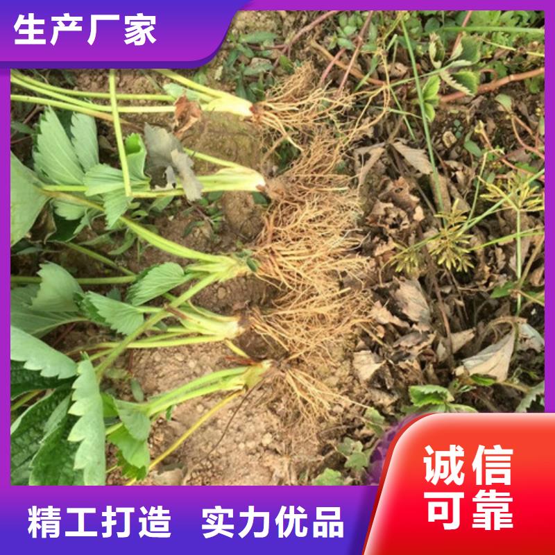 草莓苗【草莓苗价格】准时交付重信誉厂家