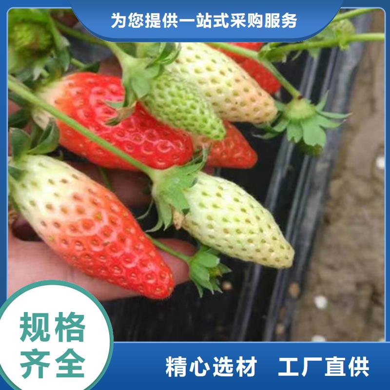 草莓苗桃树苗基地工期短发货快当地品牌