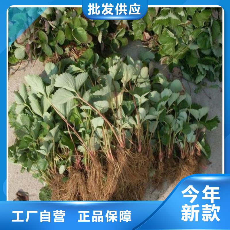 【草莓苗】草莓苗价格质量无忧货真价实