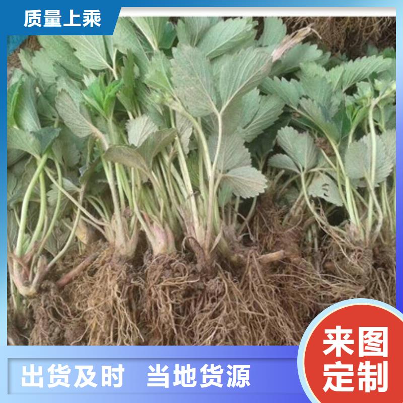 草莓苗草莓苗价格厂家规格全厂家型号齐全