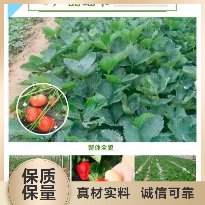 草莓苗,【红蜜桃树苗】追求细节品质支持大小批量采购