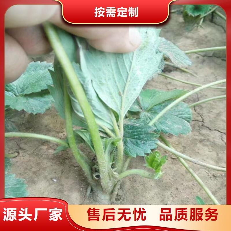 草莓苗_大棚草莓苗满足多种行业需求品质保障售后无忧