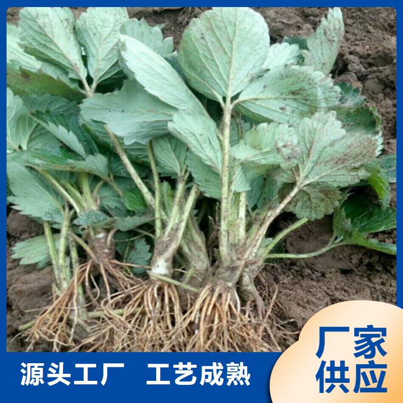 草莓苗草莓苗价格实力优品附近经销商