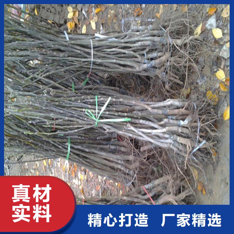 核桃苗天仙醉草莓苗海量现货实力公司