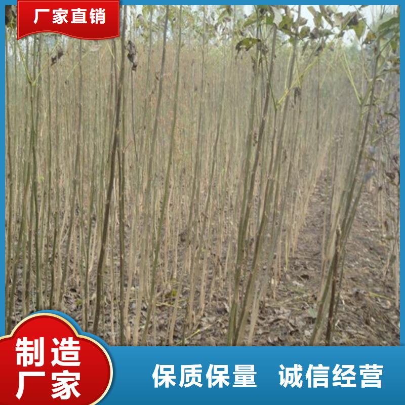 核桃苗天仙醉草莓苗应用范围广泛有实力有经验