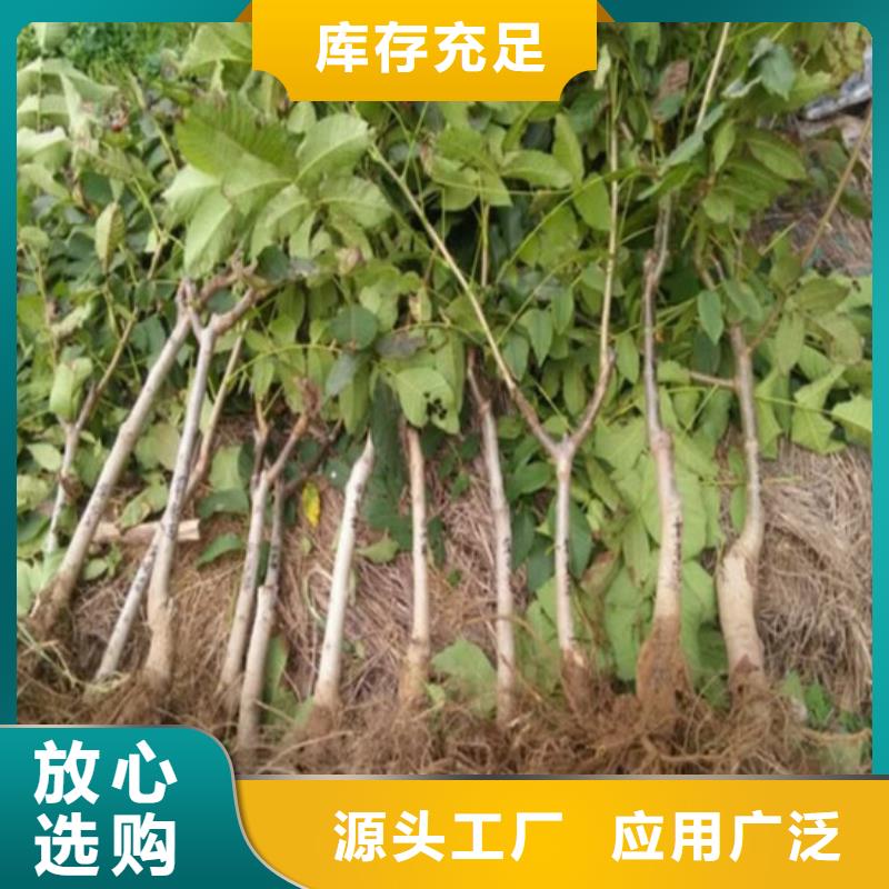 核桃苗【冬雪蜜桃树苗】推荐商家批发商