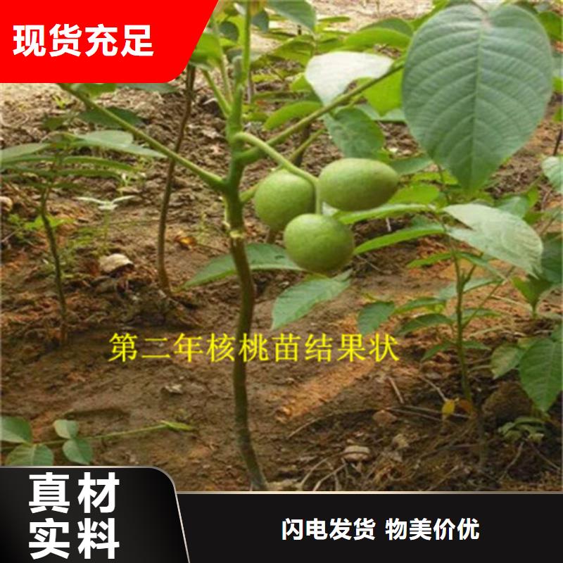 核桃苗草莓苗价格现货实拍生产型