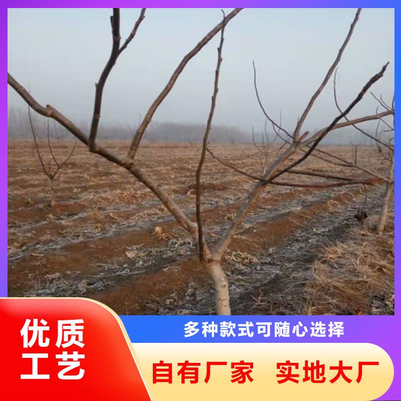 【核桃苗_吉塞拉6号砧木现货充足量大优惠】当地货源