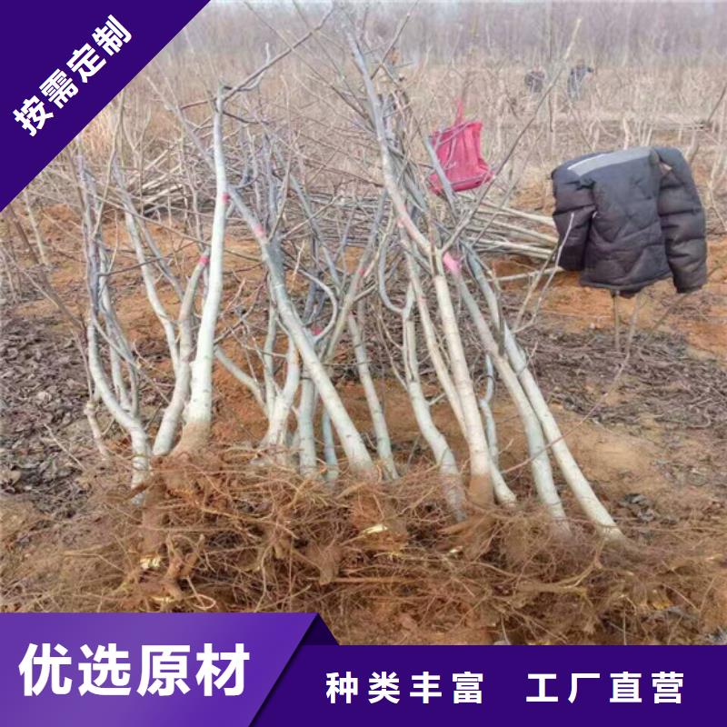 核桃苗,果树苗批发基地常年出售贴心服务