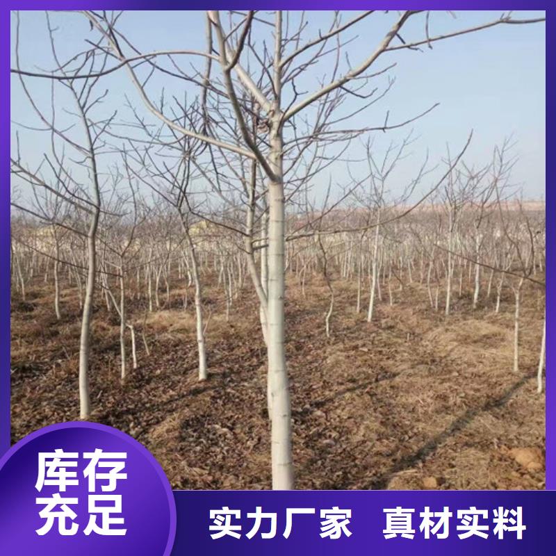 【核桃苗冬雪蜜桃树苗厂家直销售后完善】多种场景适用