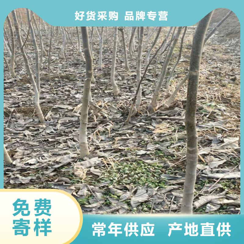 核桃苗苹果苗诚信为本买的是放心