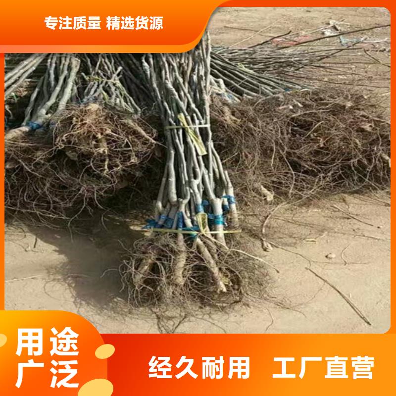 核桃苗大棚草莓苗自有厂家当地生产商