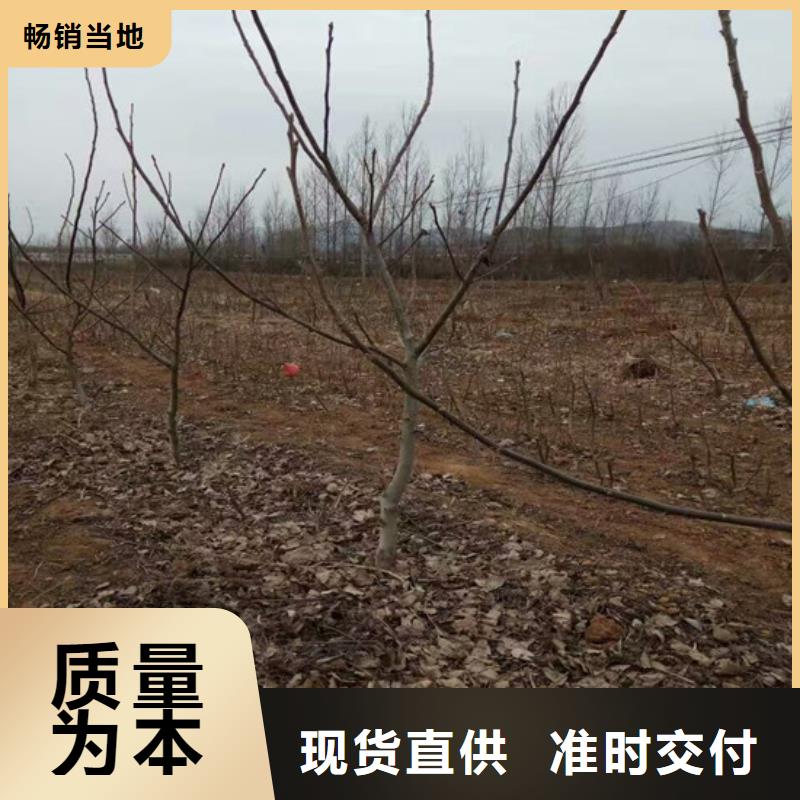 核桃苗樱桃苗根据要求定制大量现货供应