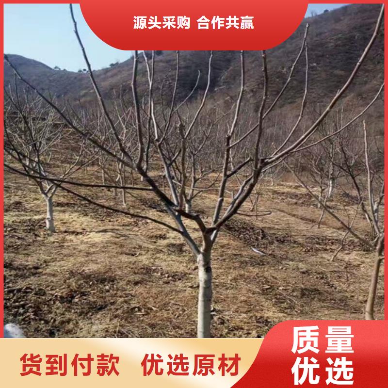 【核桃苗】草莓苗价格价格地道用心制造