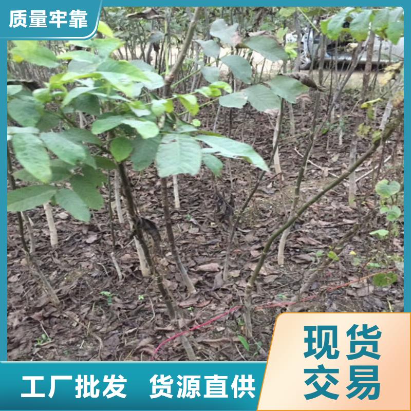 核桃苗莫妮卡西梅树苗厂家实力雄厚当地货源