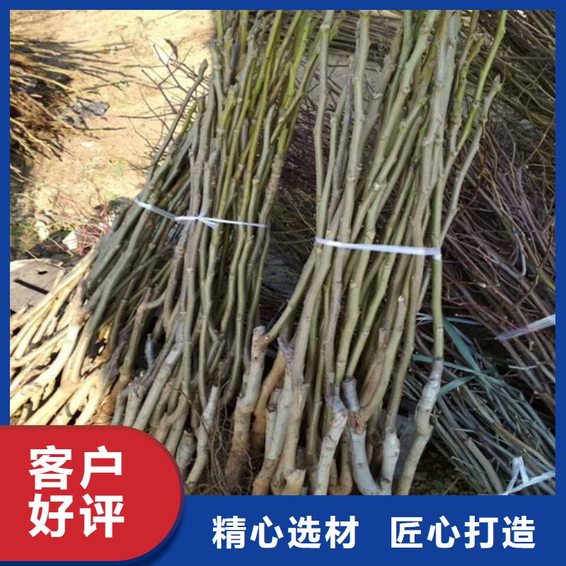 核桃苗,【苹果苗】按需定制真材实料用途广泛