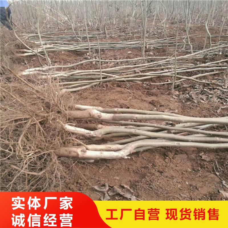 核桃苗梨树苗基地细节之处更加用心大厂家实力看得见