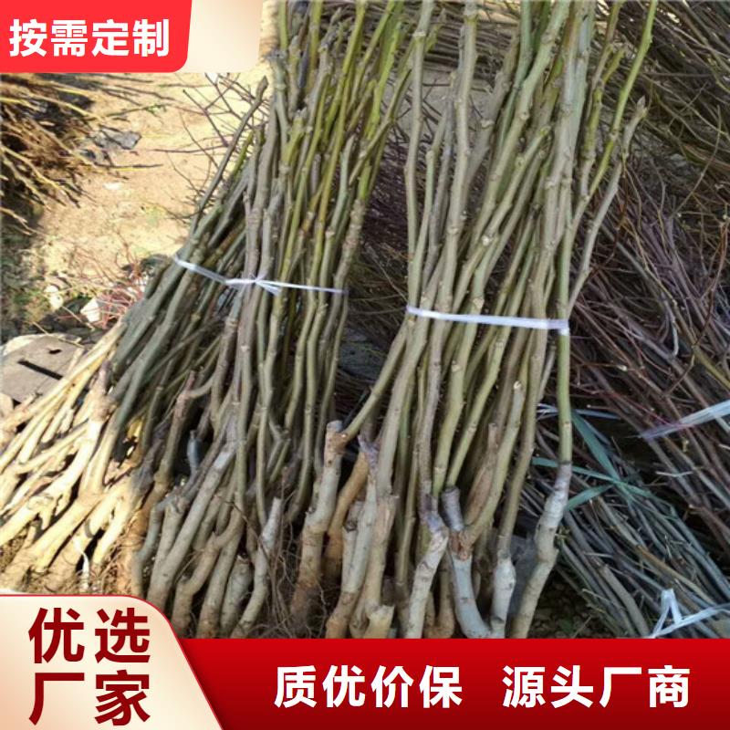 核桃苗果树苗按需定制品质可靠