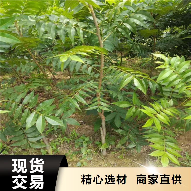 核桃苗【樱桃苗基地】物美价优适用场景