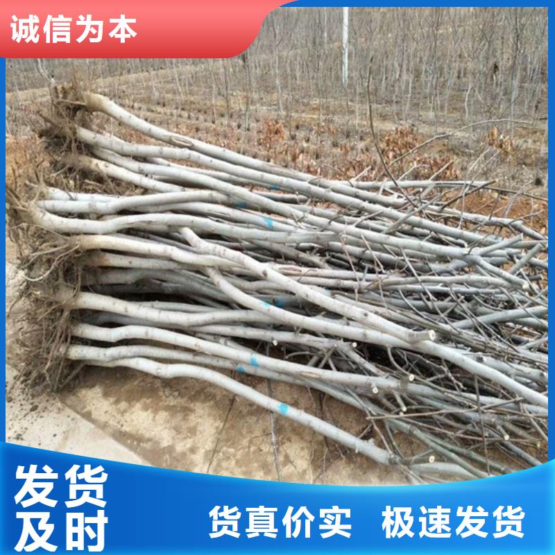 核桃苗,黄金苹果树苗基地量大更优惠同城制造商