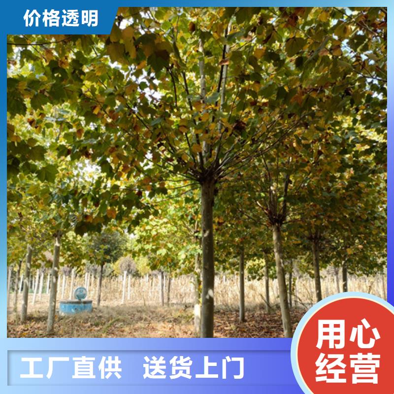 【法桐】北京栾支持货到付清当地生产厂家