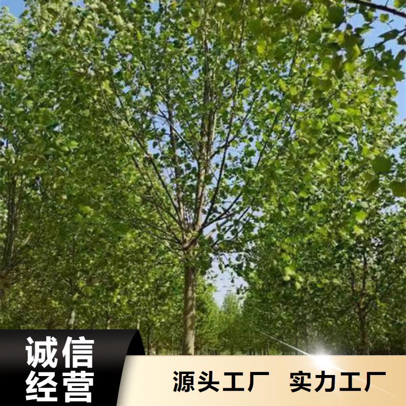 法桐美国红枫可接急单多种款式可随心选择