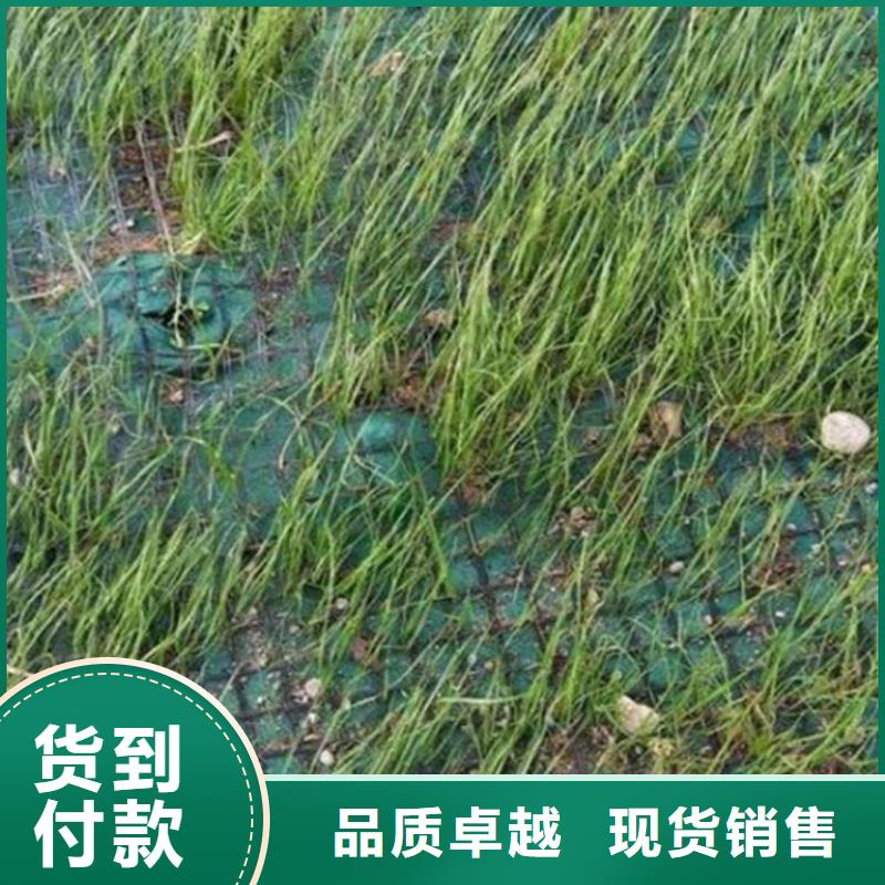 椰丝毯【拉筋带】价格地道附近经销商