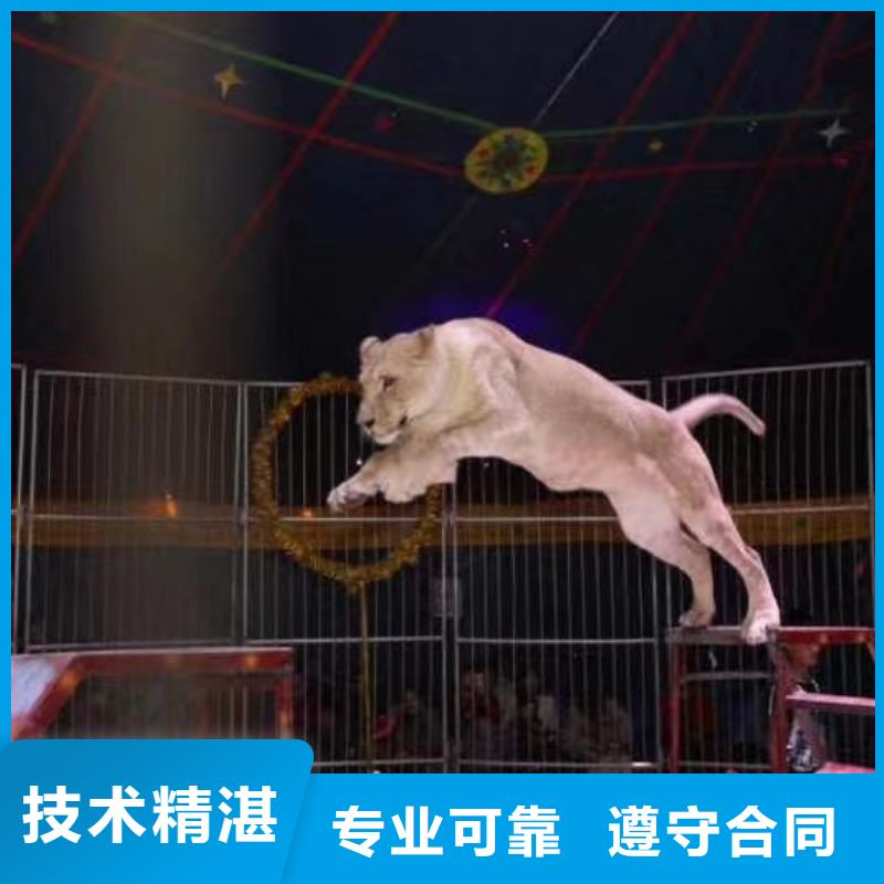 【马戏团/羊驼】小香猪宠物出租随叫随到口碑商家