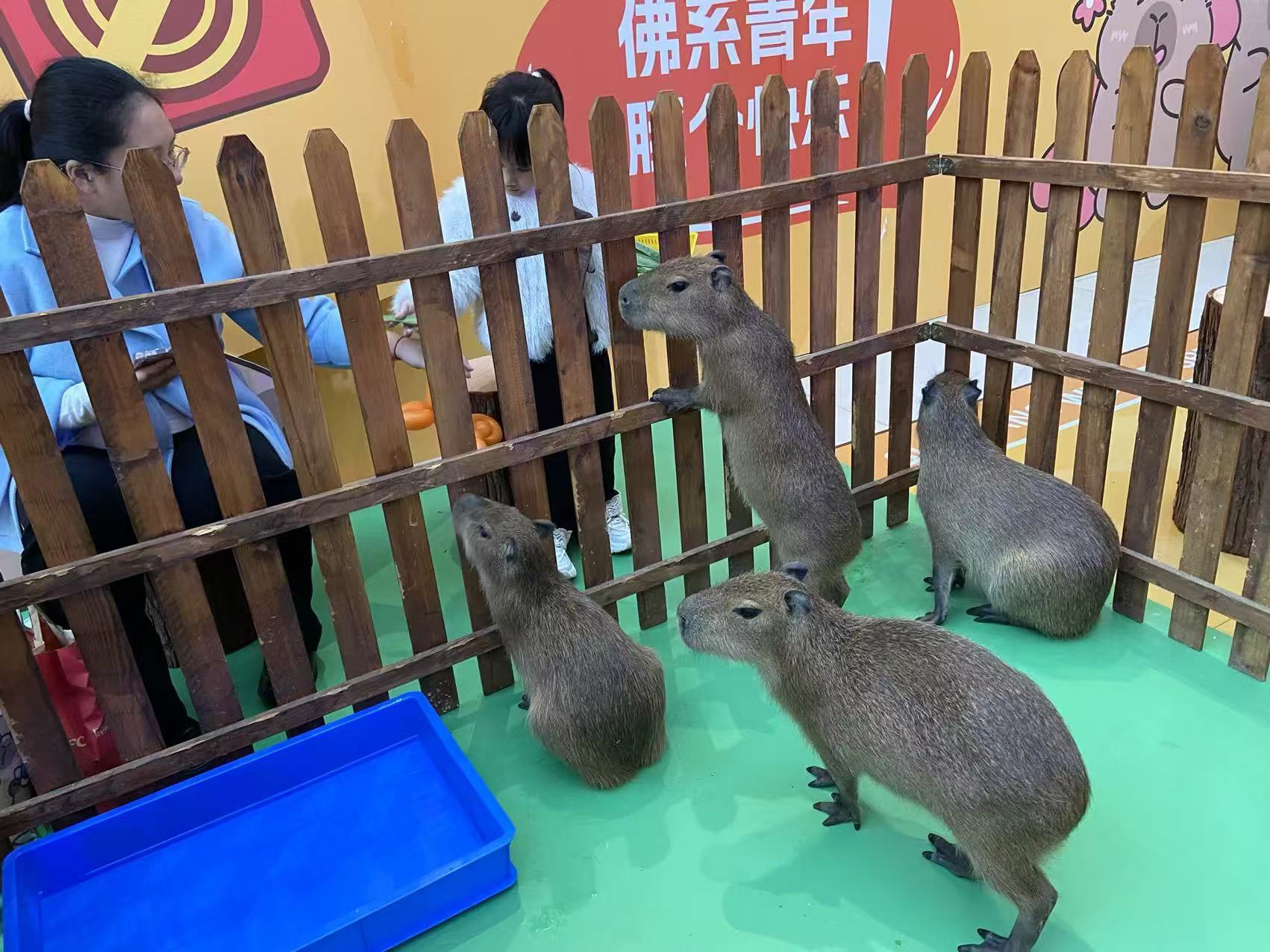 宣城郎溪【当地】养殖基地、养殖基地生产厂家-质量保证