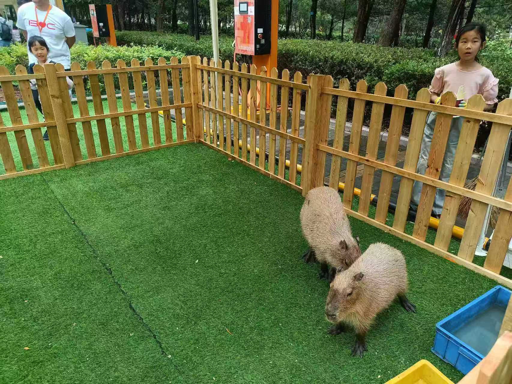 曲靖 本地 饲养员_让您放心的选择